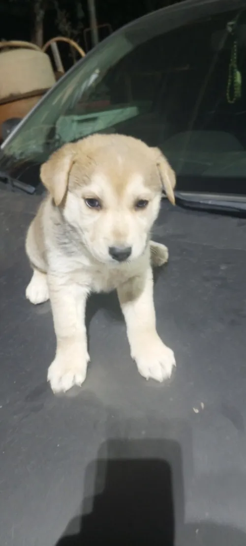 Chiot croisé labrador husky