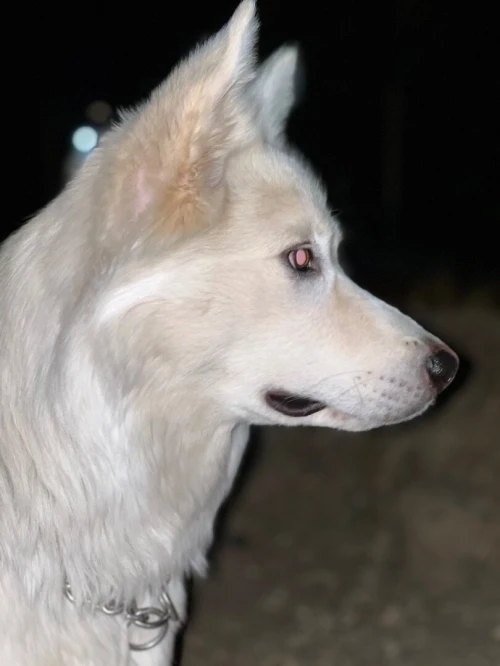 Husky llbi3