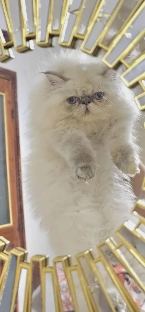 Chaton de race persan