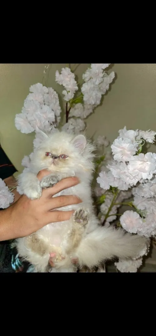 Chat persan 