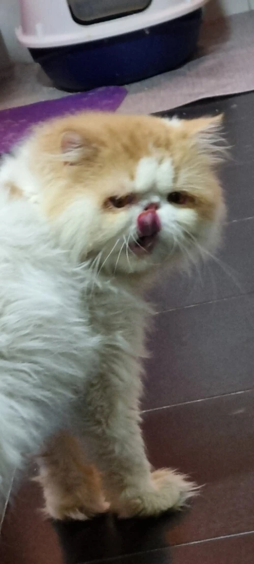 Chat van pour accouplement