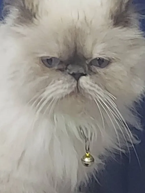 une chatte de race Persan