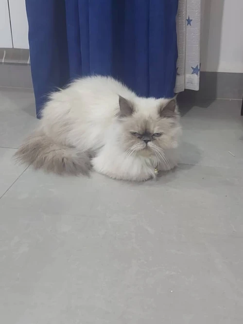 une chatte de race Persan