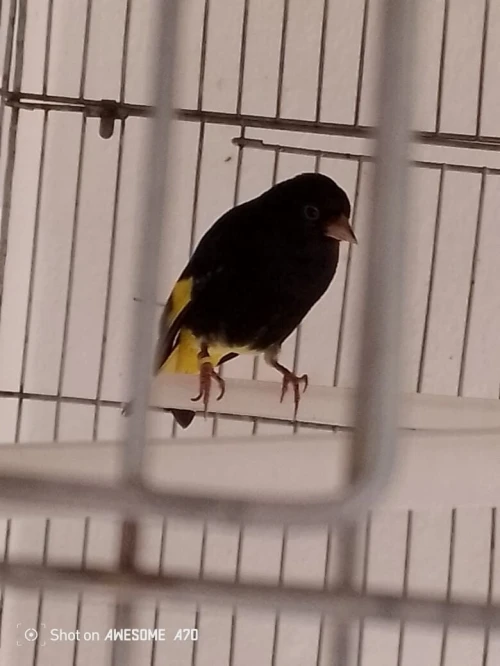 canari Bolivie