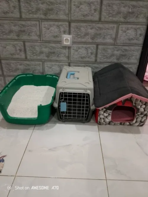 une chatte de race Persan