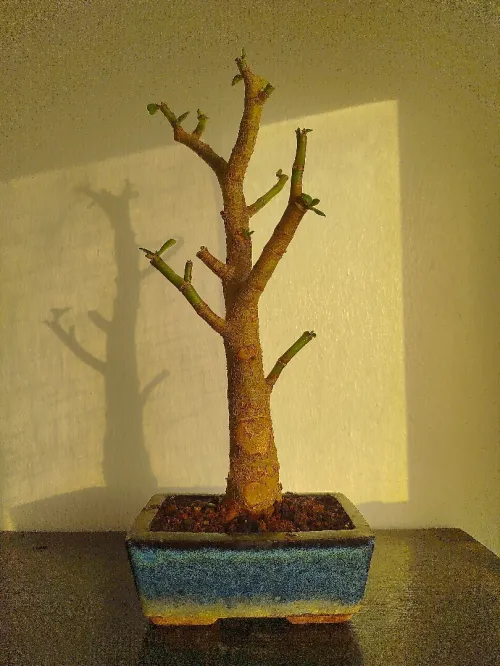 Crassula bonsaï 