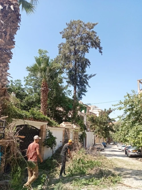 Abattage des arbres nuisibles et nettoyage des espaces verts تقطيع الاشجار