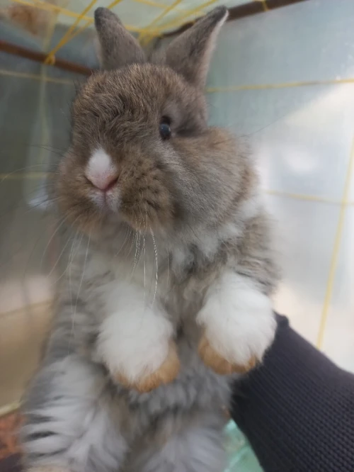 Lapine Angora.
