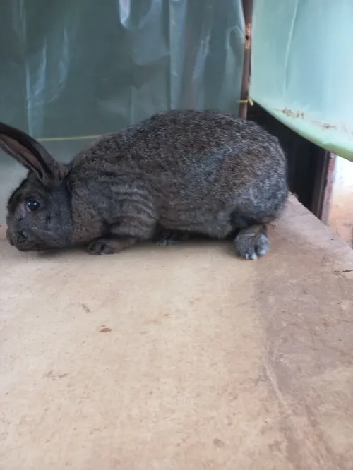 Lapins ارانب