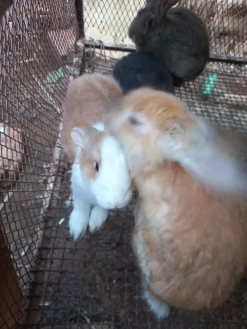Lapins ارانب.