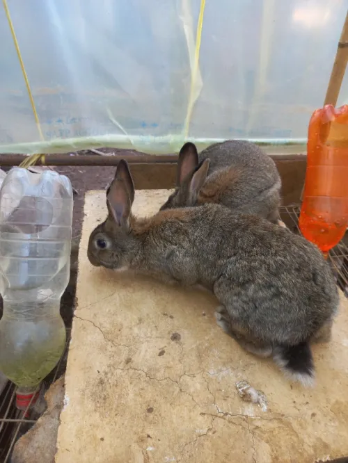 Couple de lapin 6mois