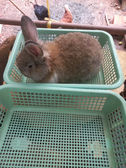Lapine Angora.