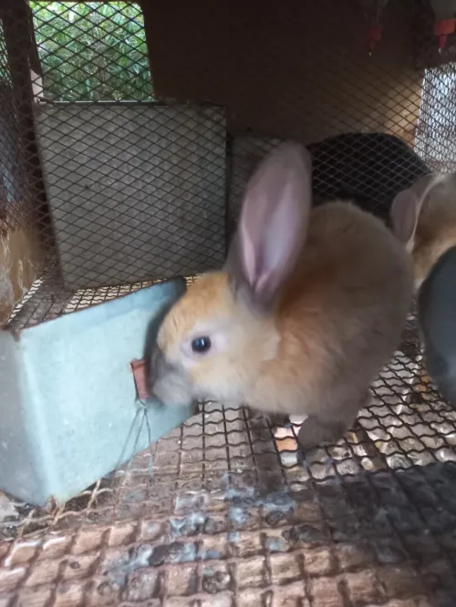 Lapins ارانب.