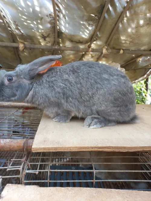 Lapine