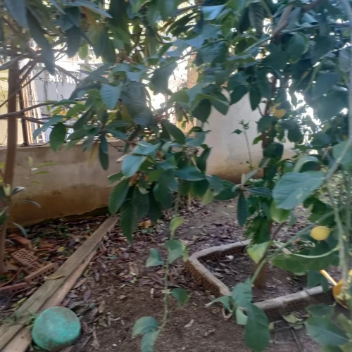 Vente Villa Guelma Oued zenati