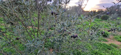 Vente Terrain Béjaïa Ait rzine