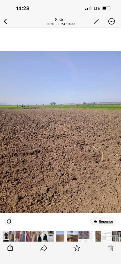 Vente Terrain Agricole Skikda Ben Azzouz