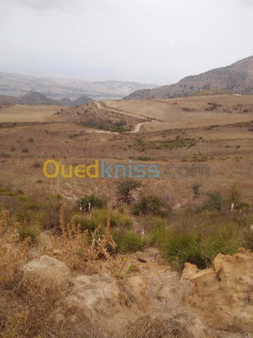 Vente Terrain Skikda Ain bouziane
