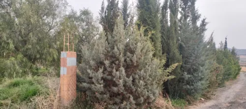 Vente Terrain Agricole Saïda Youb