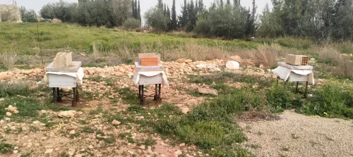 Vente Terrain Agricole Saïda Youb