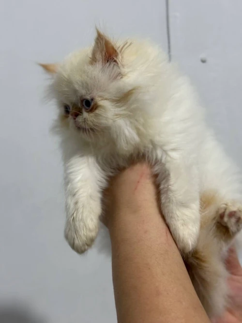 Chat persan half peke face