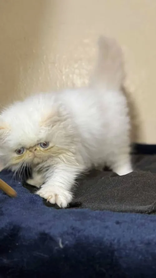 Chat persan peke face
