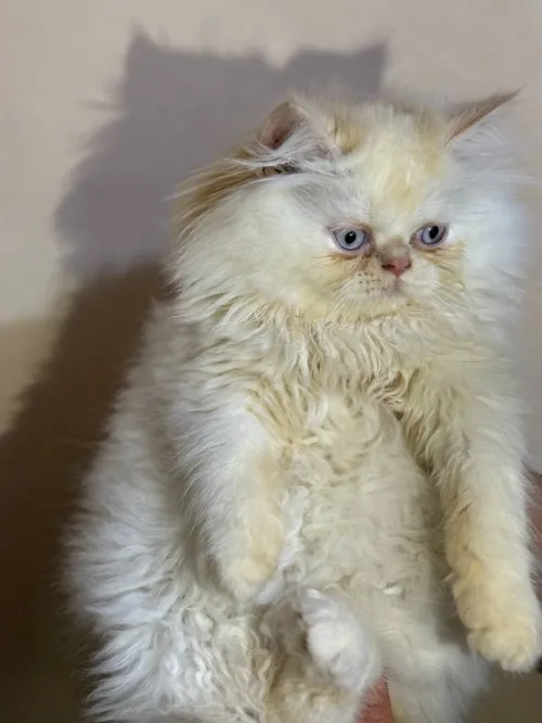 Chat persan half peke face
