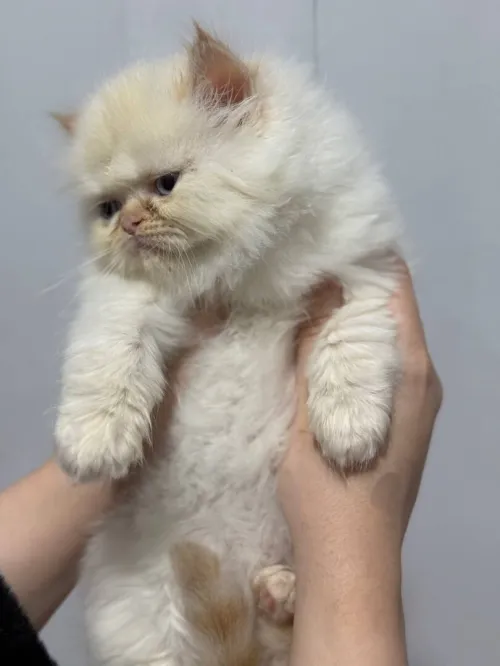 Chat persan half peke face