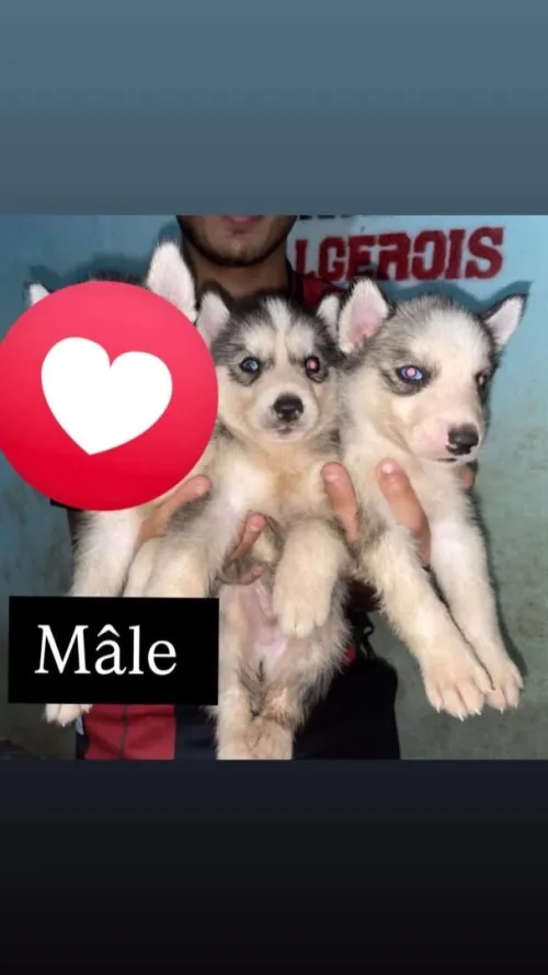 Husky pure rase 