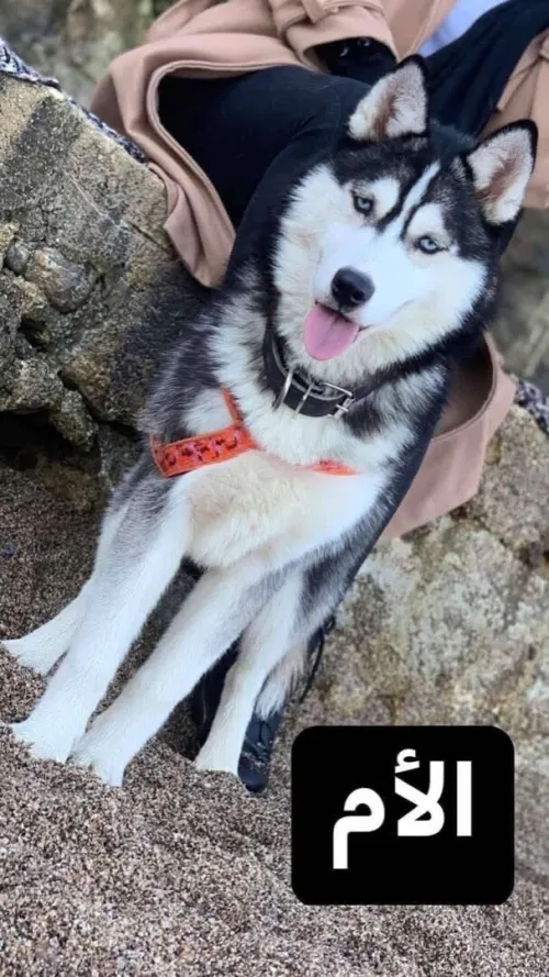 Husky pure rase 