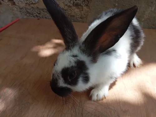 LAPINS ارانب