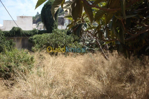 Vente Villa Alger Sidi mhamed