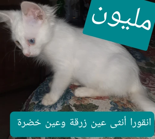 قطط صغيرة