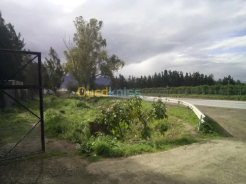 Location Hangar Blida Ouled el alleug