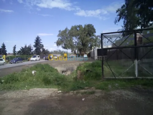 Location Hangar Blida Ouled el alleug