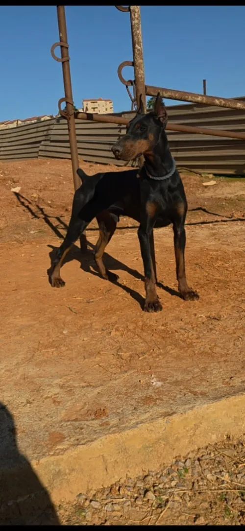 Doberman
