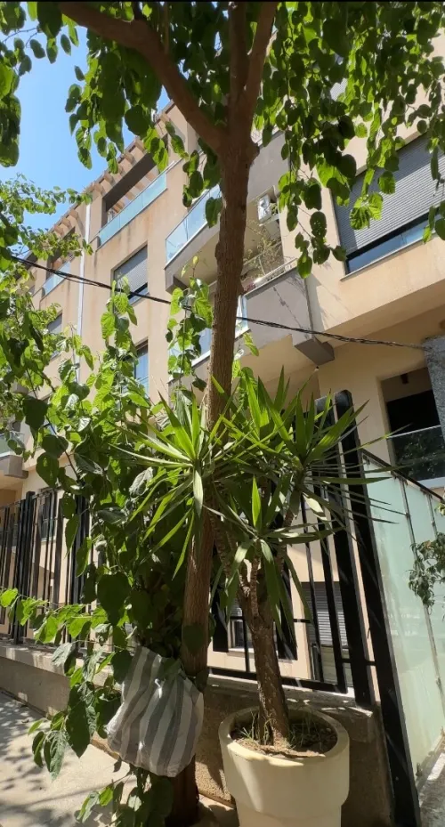 Vente Appartement F5 Alger El achour