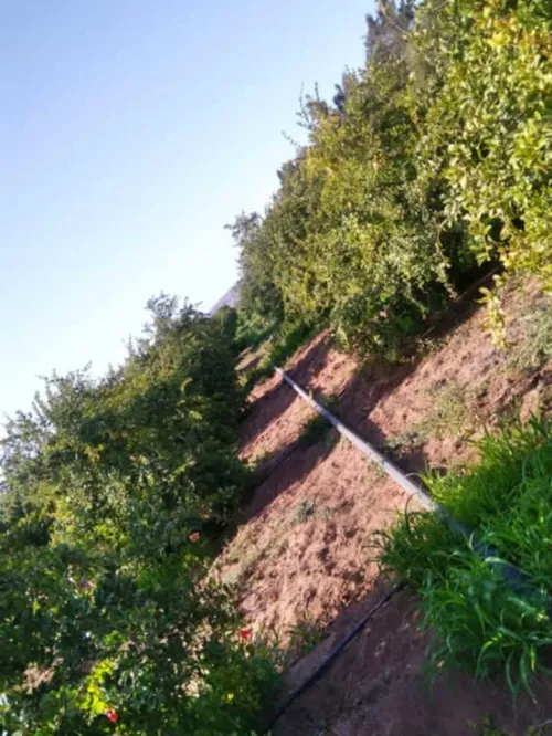 Vente Terrain Agricole Mostaganem El hassiane