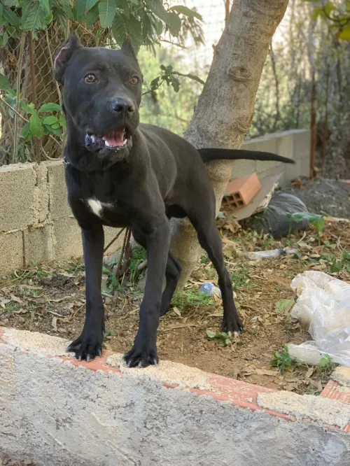Cane corsso