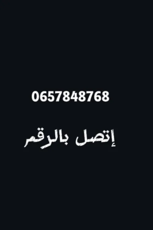 قطط سكوتيش فواد بلو بوينت chats Scottish fold blue point