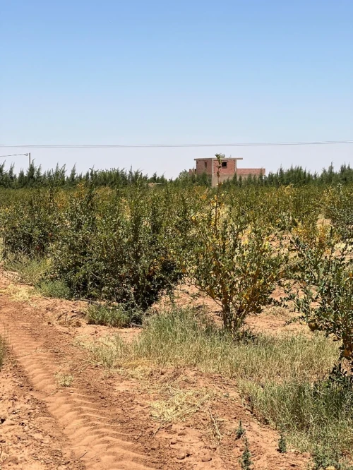 Vente Terrain Agricole Djelfa Bouira lahdab