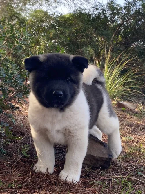Akita américain