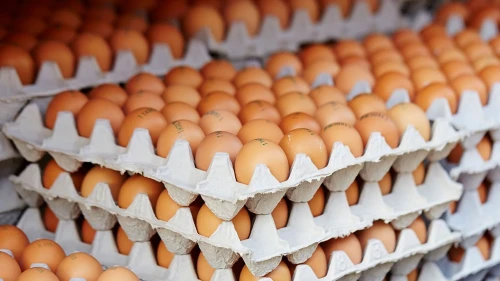 Vente en gros et détail des oeufs
