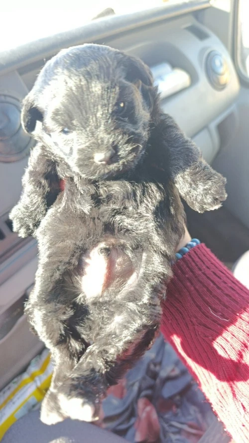 Toy poodle
