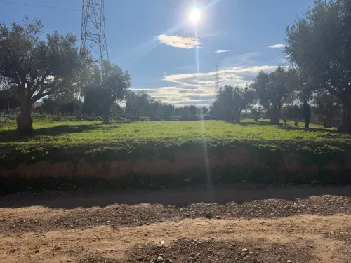 Vente Terrain Agricole Tlemcen Mansourah