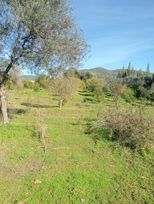 Vente Terrain Agricole Skikda Ain kechra