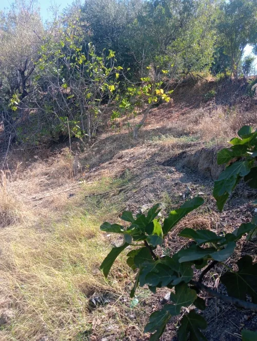 Vente Terrain Tizi Ouzou Mkira