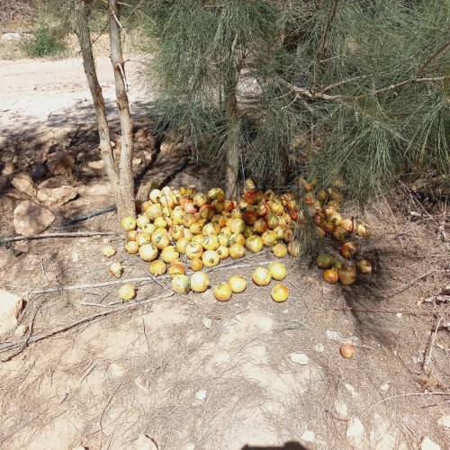 Vente Terrain Agricole Djelfa Benhar