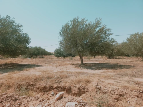 Vente Terrain Agricole Djelfa Birine