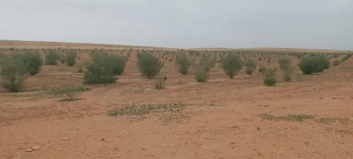 Vente Terrain Agricole Djelfa Djelfa